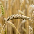 Pšenica – najatraktivnija roba za trgovanje