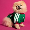 Fudbalska euforija stiže i do ljubimaca: Adidas lansirao pseće dresove