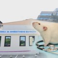 Kako je pacov stigao do Infektivne klinike u Novom Sadu: Lekari tvrde da miševa ima po svim bolnicama i pitaju šta radi…