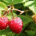 Srbija više nije lider u proizvodnji maline