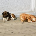 Ministarstvo nastavilo javnu raspravu: Na drugom okruglom stolu razmatrani predlozi za unapređenje Nacrta zakona o dobrobiti…