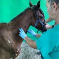 Biće dug proces oporavka konja Moroa koji je preživljavao višegodišnju torturu