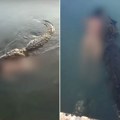 Hteo da se rashladi, pa ga ubio krokodil! Snimili gmizavca kako pliva kroz vodu sa telom žrtve u čeljustima (foto)