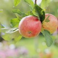 PSS Zrenjanin o ubiranju i pravilnom čuvanju jabuke: Pravovremena berba, uspešno skladištenje Zrenjanin - PSS Zrenjanin