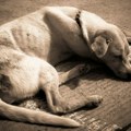 Na desetine pasa i mačaka otrovano na Kosmaju: Policija i tužilaštvo ne reaguju na slučajeve zlostavljanja životinja