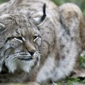 Stigao besan kao ris: Novi stanovnik zoo-vrta, predstavnik ugrožene vrste, polako se privikava na novo okruženje