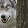 Vuk hara holandijom Ujeo ženu, tragovo zuba pronalaze mesecima, počinje hajka