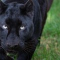 Cela Srbija je jurila crnog pantera, sad se pola Balkana diglo na noge da uhvati odbeglog leoparda: Jure ga već 5 dana!