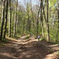 Bahato uništavanje prirode na Fruškoj gori: Izvor „Neven“ nestao s brda Kesten