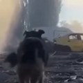 Dirljiva scena iz Kijeva Pas dva dana stražario pored ruševina, čekajući gospodara (video)