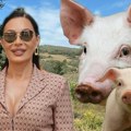 Kurir na licu mesta! Evo gde Ceca gradi farmu svinja! Kupila njivu od 5 hektara, s radovima se već počelo (foto,video)