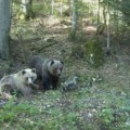 Mečka sa mečićima uočena u ograđenom dvorištu na Goču Svi gledaju šta rade (foto)