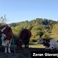 'Mleko možemo da prospemo': Stočari u Srbiji nezadovoljni otkupnom cenom