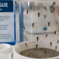 Alarm u Maleziji: Denga groznica odnela 55 života, više od 58.000 obolelih