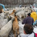 "Ne stajemo dok ne spasemo i poslednje grlo" – nastavlja se spasilačka misija na Krčedinskoj adi