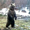 Medved napao skijaša na Šar planini! Povredio mu noge - hitno ga prevezli u bolnicu