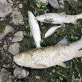 Jeziv prizor u Kolubari: Stotine mrtvih riba pluta po reci, za sada nije poznato šta je dovelo do pomora