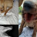 Uznemirujući sadržaj! Ljudi gledaju slike i jauču! Užas u Prijepolju: Petomesečno štene unakaženo od batina