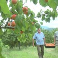 OVAJ POSAO SADA KIDA: Davor od ove biljke živi kao kralj - za mesec dana 25 hiljada evra u džep!