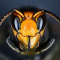 Počinje sezona stršljenova: Ubod ovog insekta ubija više ljudi nego ujed zmije