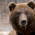 Студенти у САД убили медведа и донели га у студентски дом