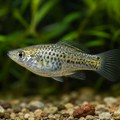 Naučnici utvrdili kako potpuno ženska riba nastavlja da klonira samu sebe
