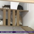 Хотел за мачке у Новом Саду чува ваше љубимце док сте на одмору