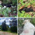 Izbacili ih iz svojih domova, a onda su surovo ubijeni: Masakr nad psima kod Čačka digao policiju na noge