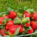 Opasan pesticid pronađen u jagodama iz Srbije: Postoji ozbiljan rizik po zdravlje