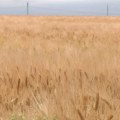 Bliži se žetva žita u subotičkom kraju - čeka nas prosečna godina