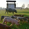 LSV: Striktna i neselektivna kontrola svinja sprečiće kugu
