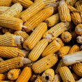 Cena kukuruza porasla 3,65 odsto na Produktnoj berzi