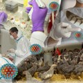 SAD: Zabeležen drugi slučaj ptičjeg gripa kod ljudi povezan sa ranije zaraženim kravama