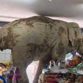 Slon: provalio u prodavnicu, pa se počastio gickalicama i bananama: Neočekivan gost napravio krš i lom na Tajlandu…