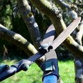 Od utorka se menja režim saobraćaja od petlje Novi Sad jug do petlje Kovilj: Obrezivaće se ukrasno šiblje