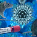Da li je hantavirus sledeća globalna pretnja: Od zaražavanja do prvih simptoma može da prođe i do 8 nedelja