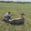 Devojčica sama porodila magaricu! Anđelija oduševila Srbiju svojom hrabrošću i umećem: Tako mala, a već zna da zasuče rukave -…