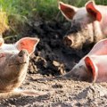 Skoro 28.000 svinja uginulo ili eutanazirano u Srbiji: Evo zašto se virus i dalje širi