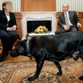 Provokacija! Putin uveo ogromnog crnog psa a znao je da se angela boji! Evo šta se desilo tokom čuvenog susreta u Sočiju