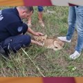 Crno tržište egzotičnih životinja u Srbiji: Mladunče lava iz Subotice je njegova poslednja žrtva