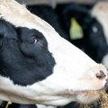 Raspisan javni poziv za premije za mleko