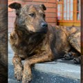 Bio je simbol novog sada: Uginuo prepametni ulični pas Tigar: Vozač ga udario na pešačkom pa pobegao