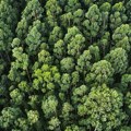 Dramatično se smanjuje površina šuma i obradivog zemljišta u Srbiji