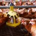 Перутнина Птуј-Топико градиће фарму за узгој кокошака у Бачкој Тополи