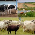 Pokrajina objavila konkurs za unapređenje stočarstva Evo koliko novca dobijaju vojvođanski farmeri