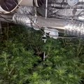 Kragujevac: Policija otkrila laboratoriju za proizvodnju marihuane