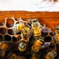 Bagrem rano procvetao, pčelarima preti loša godina