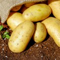 Prvi put se u svetu obeležava Međunarodni dan krompira