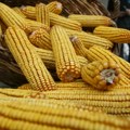 Купци ”шпекулисали” на Продуктној берзи Највише се трговало сточним јечмом а цена пшенице тренутно је пала