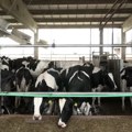 Uz klimu i tuširanje krave daju više mleka